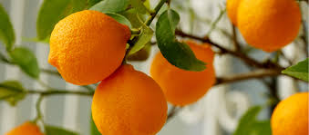 ¿Qué beneficios tiene la semilla de naranja?
