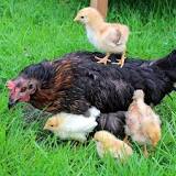 ¿Cuántas veces tiene que pisar un gallo a una gallina?