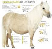 ¿Cuánto puede valer un pony?