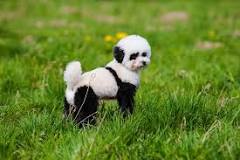 ¿Cuánto vale un perro panda?