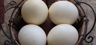 huevo de avestruz precio