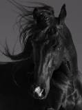 soñar con caballos negro segun las sacras escrituras