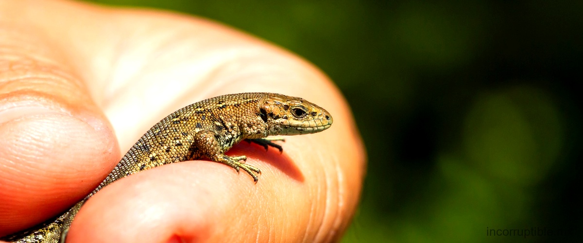 2. Los animales que forman parte de la dieta del cocodrilo