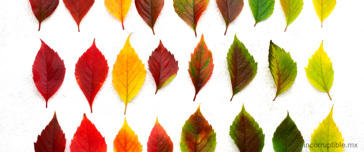 ¿Qué significan las hojas en lo espiritual?